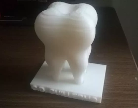 human tooth 3d printing model - threeding anatomy teeth bones 3d print model - Mito3D