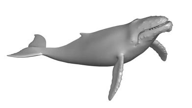 humpback whlae 3d model printing - threeding 3d print model - Mito3D