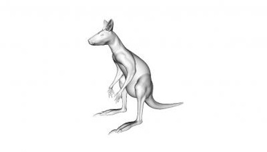 kanguru modeli doğa 3D baskı modeli, dosya, yazdırılabilir model, tasarım, 3 boyutlu baskı, kanguru, hayvan doğa, Avustralya 3d print model - Mito3D