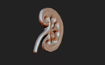 kidney 3d printing model - threeding kidney 3d print model - Mito3D