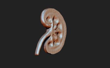 kidney other things 3D printing model, file, printable design, 3d print, Kidney 3d print model - Mito3D