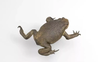 large female cane toad 3d printing model - threeding animal anatomy frog 3d print model - Mito3D