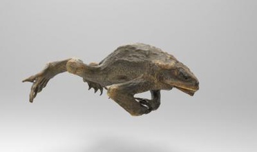büyük erkek cane toad doğa 3D baskı modeli, dosya, yazdırılabilir model, tasarım, 3 boyutlu baskı, Büyük, erkek, cane, kurbağa, hayvan, doğa, anatomi 3d print model - Mito3D