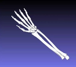 links Unterarm Hand 3d Drucken Modell dreiding Anatomie Skelett Knochen Medizin 3d print model - Mito3D
