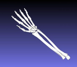 left forearm hand science 3D printing model, file, printable design, 3d print, forearm, hand, anatomy, skeleton, bone, medicine 3d print model - Mito3D