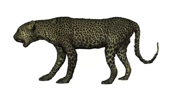 leopar 3d baskı model üçleme doğa hayvan büyük kediler Afrika panthera 3d print model - Mito3D