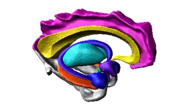 limbik beyin 3d baskı model üçleme anatomi insan nöroloji nöroanatomi duygu külliyat kallozum forniks hipotalamus memeli vücut singulat girus parahipokampal hipokampus amigdala epifiz 3d print model - Mito3D
