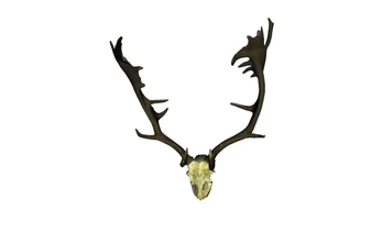 masculino ciervo cornamenta 3d impresión modelo trío naturaleza animal cuerno 3d print model - Mito3D