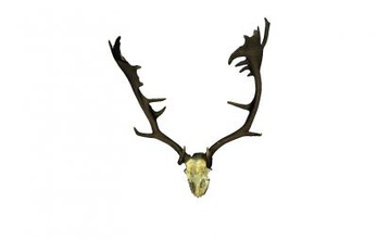 male deer antlers nature 3D printing model, file, printable design, 3d print, male, deer, antlers, animal, nature, horn 3d print model - Mito3D