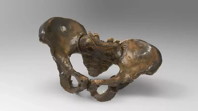 erkek leğen kemiği 3d baskı model üçleme anatomi Bilim insan kemik 3d print model - Mito3D