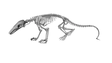 model anteater skeleton 3d printing - threeding 3d print model - Mito3D
