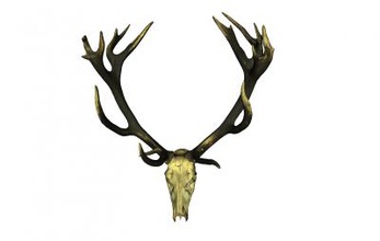 modelo de astas ciervo la naturaleza 3D impresión, impresión en archivo, imprimibles 3D, diseño 3d, macho, ciervos, animales, naturaleza, bocina 3d print model - Mito3D