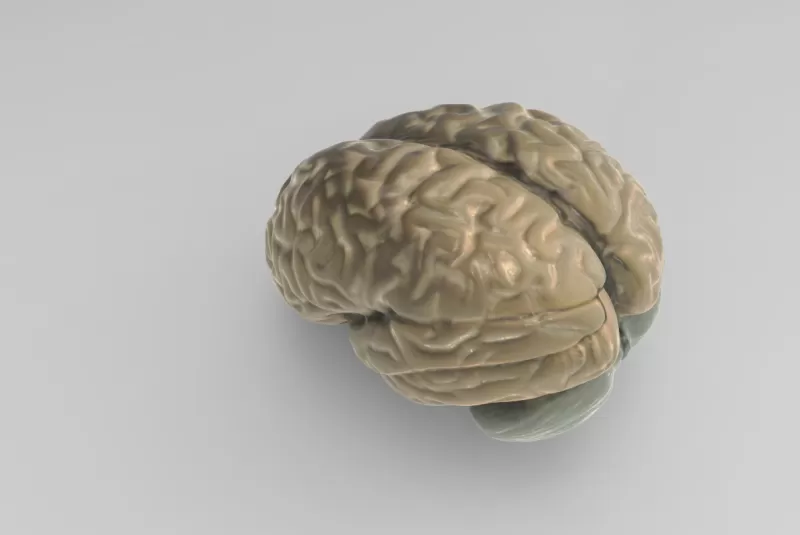 modelo cerebro 3d impresión trío anatomía Ciencias humano 3D print model - Mito3D