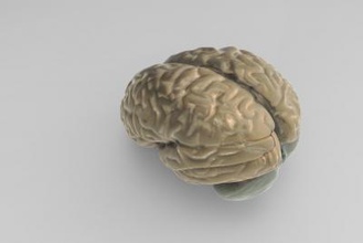 model entire brain science 3D printing model, file, printable design, 3d print, entire, brain, anatomy, science, human 3d print model - Mito3D