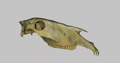 model horse skull 3d printing - threeding animal anatomy scince 3d print model - Mito3D