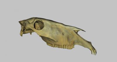 model horse skull science 3D printing model, file, printable design, 3d print, horse, skull, anatomy, animal, scince 3d print model - Mito3D