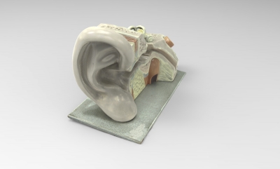 modello orecchio umano dispositivo scienza La stampa 3D, modello, file di 3D stampabile la progettazione, 3d, Orecchio, dispositivo, scienza, umano, anatomia, uomo 3D print model - Mito3D