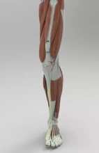 modèle Humain pied montrant muscles 3d impression trio anatomie science 3d print model - Mito3D