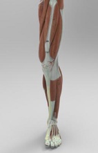 modelo de pie humano mostrando los músculos la ciencia 3D impresión, impresión en archivo, imprimibles 3D, diseño 3d, humano, pie, mostrando, músculos, anatomía, 3d print model - Mito3D