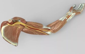 modelo humano mão mostrando músculos 3d impressão trio anatomia Ciência 3d print model - Mito3D