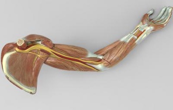 modello, mano umana, mostrare i muscoli scienza La stampa 3D, file di 3D stampabile la progettazione, 3d, umano, mano, muscoli, anatomia, scienze 3d print model - Mito3D