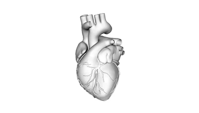 model insan kalp 3d baskı üçleme 3d print model - Mito3D