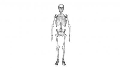 modelo de esqueleto humano la ciencia 3D impresión, impresión en archivo, imprimibles 3D, diseño 3d, el modelo, anatomía, esqueleto, ciencia, humana 3D print model - Mito3D