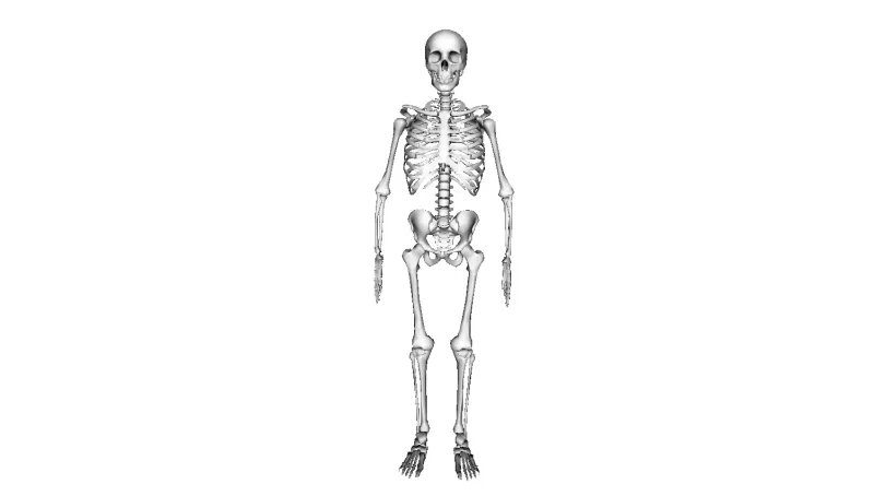 modelo humano esqueleto 3d impressão trio 3D print model - Mito3D