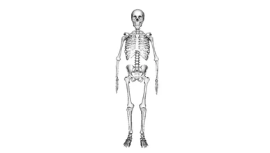 modelo humano esqueleto 3d impressão trio 3d print model - Mito3D