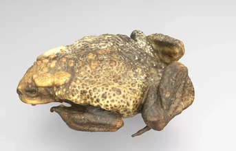 model large male cane toad 3d printing - threeding nature animal anatomy frog 3d print model - Mito3D