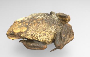 model large male cane toad nature 3D printing model, file, printable design, 3d print, Large, male, cane, toad, animal, nature, frog, anatomy 3d print model - Mito3D