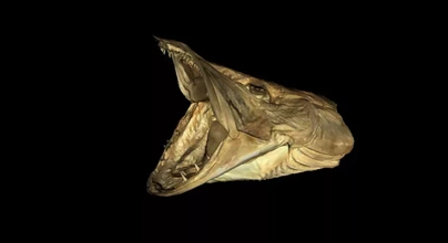 model pike fish head 3d printing - threeding animal anatomy science 3d print model - Mito3D