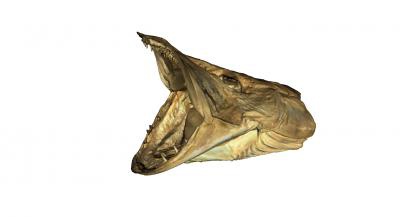 modelo de lucio cabeza pescado la ciencia 3D impresión, impresión en archivo, imprimibles 3D, diseño 3d, Lucio, pez, cabeza, anatomía, ciencia, animales 3d print model - Mito3D
