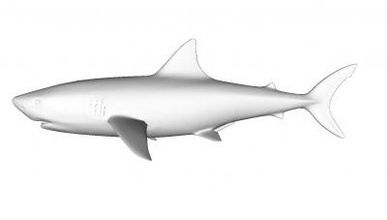 model shark nature 3D printing model, file, printable design, 3d print, shark, animal, fish, predator 3d print model - Mito3D