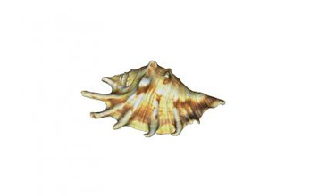 modelo de shell la naturaleza 3D impresión, impresión en archivo, imprimibles 3D, diseño 3d, shell, el mar, textura, los animales, 3d print model - Mito3D