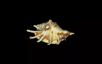 model shell 3d printing - threeding nature animal sea texture 3d print model - Mito3D