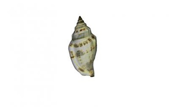model shell other things 3D printing model, file, printable design, 3d print, shell, sea, animal, nature 3d print model - Mito3D