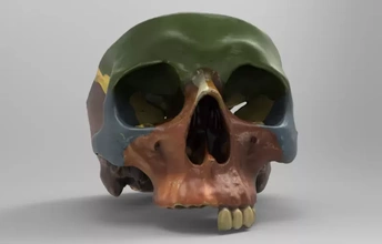 modelo mostrando ossos formando humano crânio 3d impressão trio Ciência anatômico 3d print model - Mito3D