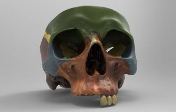 model showing bones forming human skull science 3D printing model, file, printable design, 3d print, anatomiy, science, skull, 3d print model - Mito3D