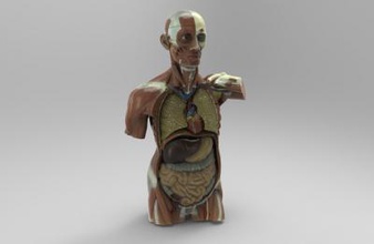 model yapısı insan organlarını gösterir bilim 3D baskı modeli, dosya, yazdırılabilir model, tasarım, 3 boyutlu baskı, yapı, insan, organ, anatomi, 3d print model - Mito3D