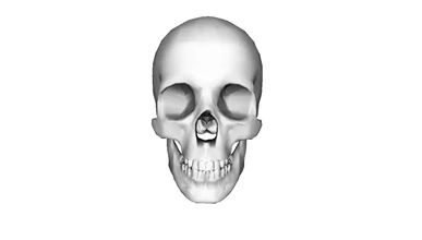modèle crâne 3d impression trio 3d print model - Mito3D