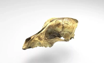modèle crâne ours 3d impression trio nature animal anatomie science 3d print model - Mito3D