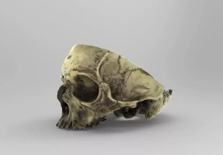 modèle crâne cross section éducatif fins 3d impression trio anatomie Humain traverser 3d print model - Mito3D