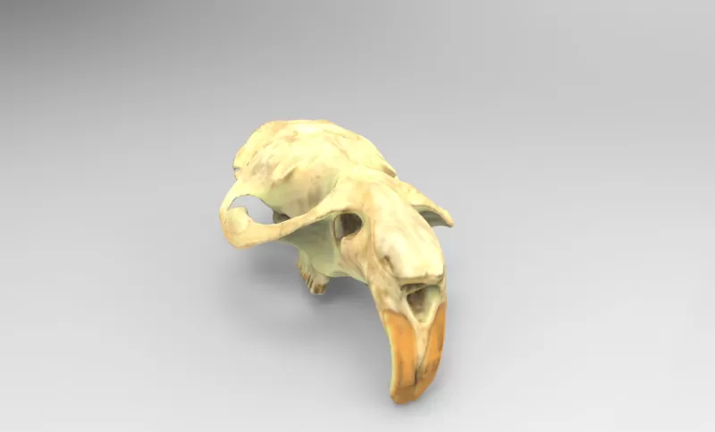 model skull rodent 3d printing - threeding nature anatomy science 3D print model - Mito3D