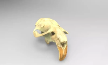modelo crânio roedor 3d impressão trio natureza anatomia Ciência 3d print model - Mito3D