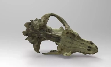 model skull small bear 3d printing - threeding nature animal anatomy 3d print model - Mito3D