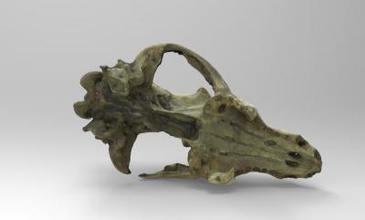 modelo de crânio pequeno urso ciência 3D impressão, a impressão arquivo design, 3d, crânio, o urso, anatomia , natureza, os animais 3d print model - Mito3D