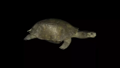 modelo tortugas 3d impresión trío naturaleza animal Tortuga 3d print model - Mito3D