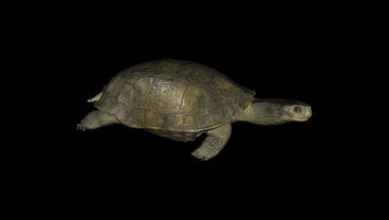 model tortoises nature 3D printing model, file, printable design, 3d print, Tortoises, turtle, nature, animal, 3d print model - Mito3D