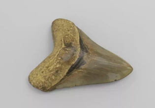 modelo Prisonocles megalodon diente fósil 3d impresión trío dinosaurio Ciencias tiburón prehistórico paleontología artec 3d print model - Mito3D